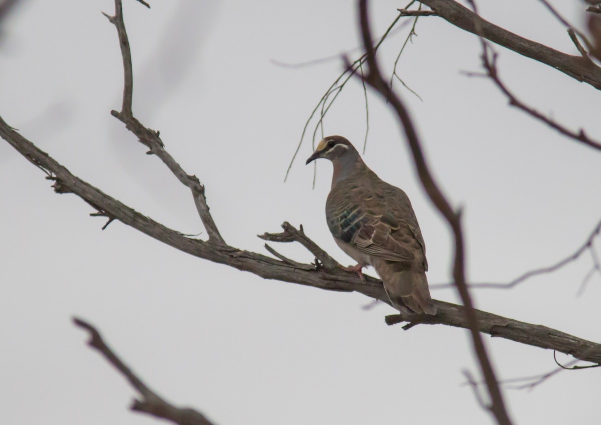 Common Bronzewing - ML37225691