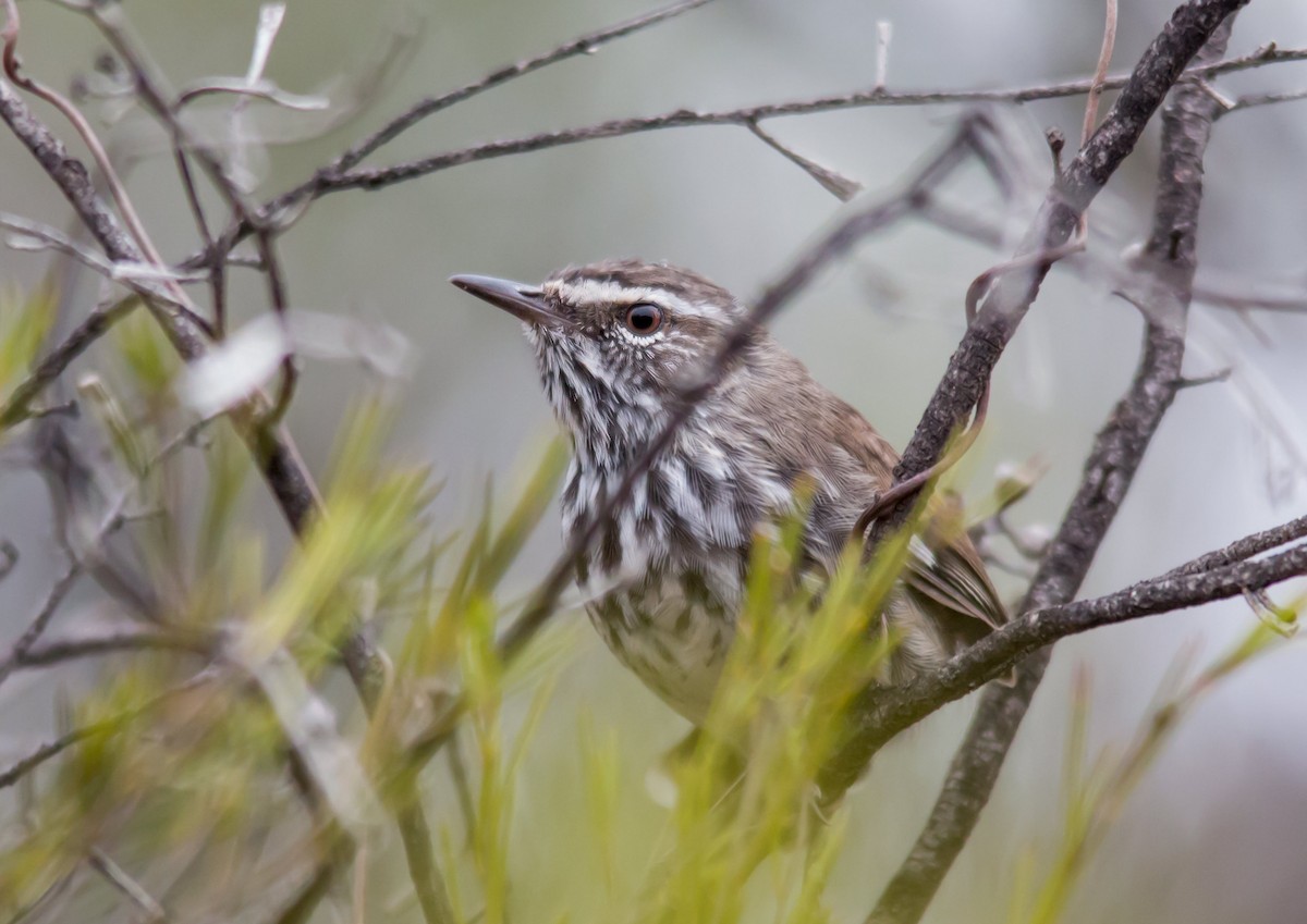 Shy Heathwren - ML37225711