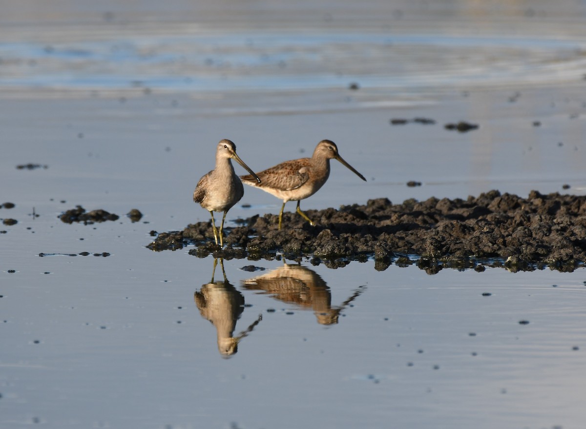 Long-billed Dowitcher - ML372257441