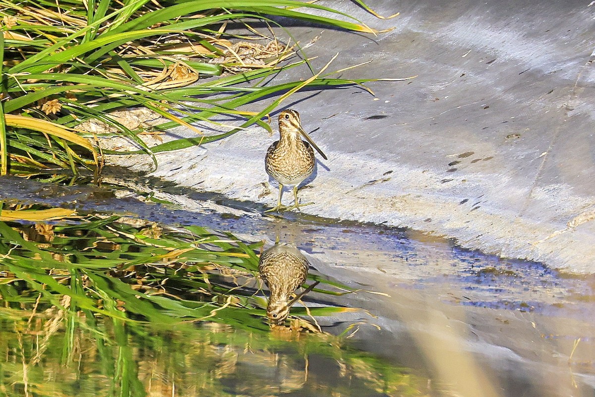 Wilson's Snipe - ML372257461