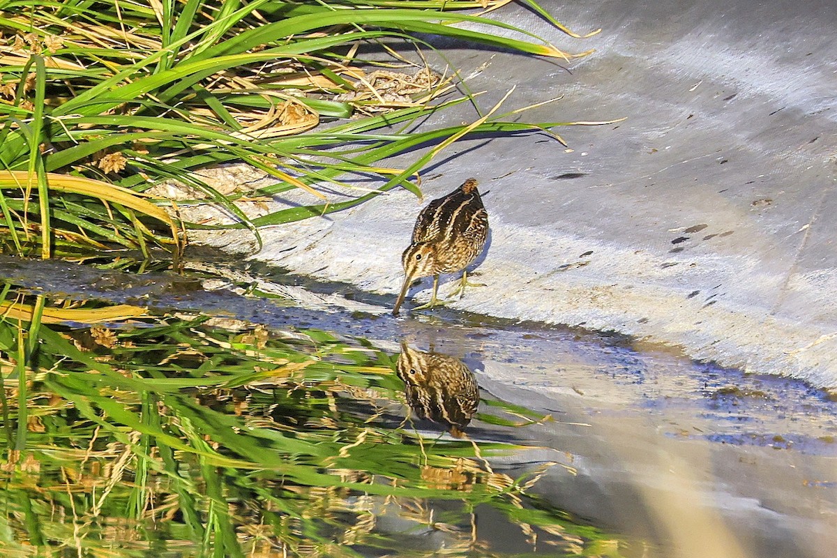 Wilson's Snipe - ML372257471