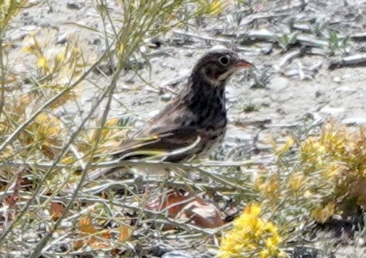 Vesper Sparrow - ML372258501