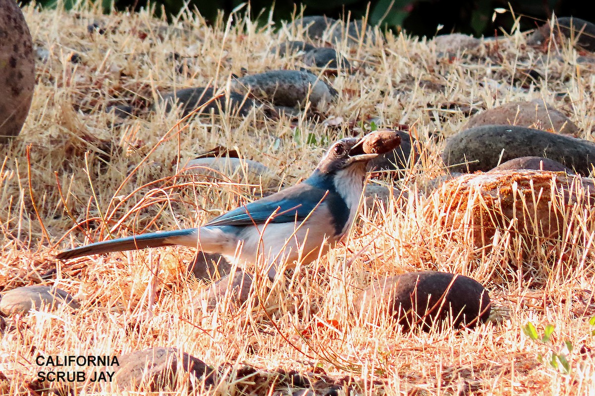 California Scrub-Jay - ML372258741