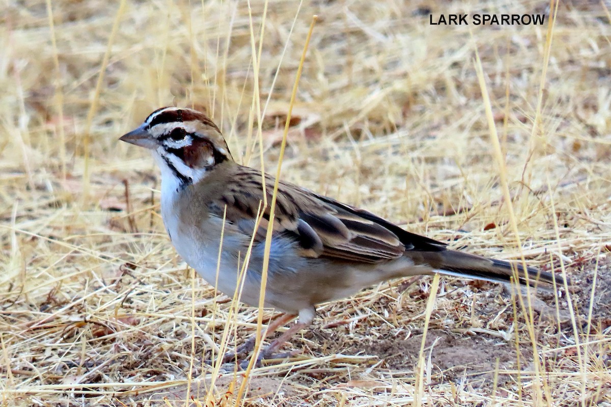 Lark Sparrow - ML372259101