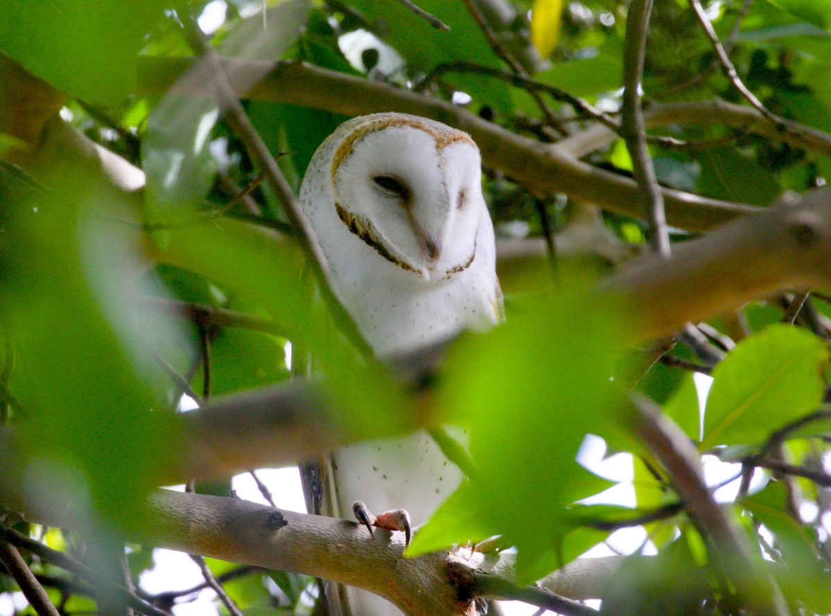 Barn Owl - ML372259341