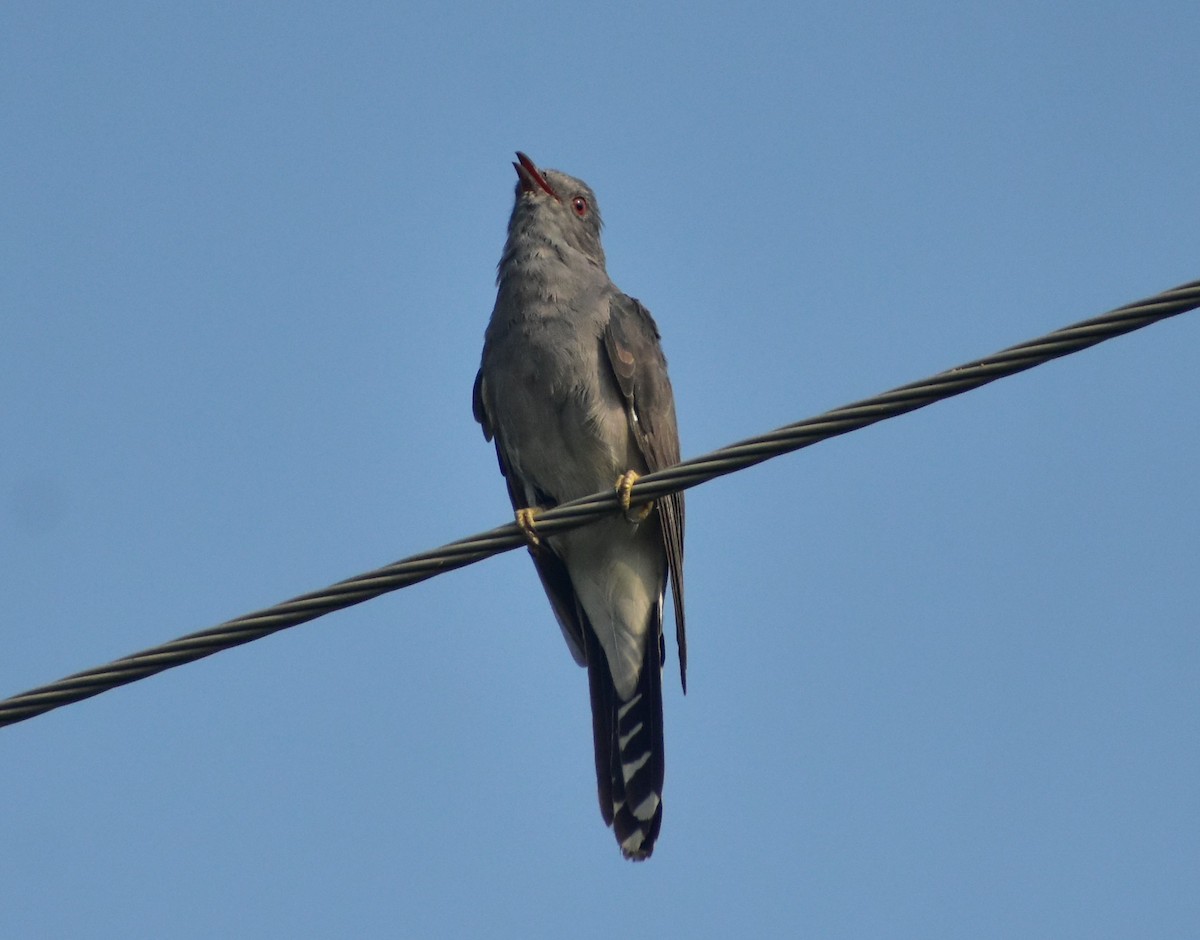 Gray-bellied Cuckoo - ML372263091