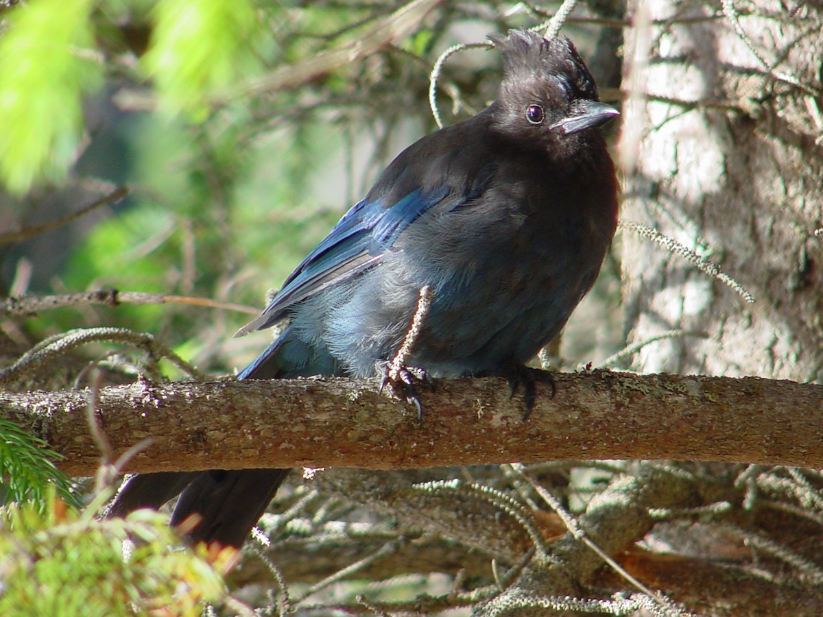 Steller's Jay - ML37226391