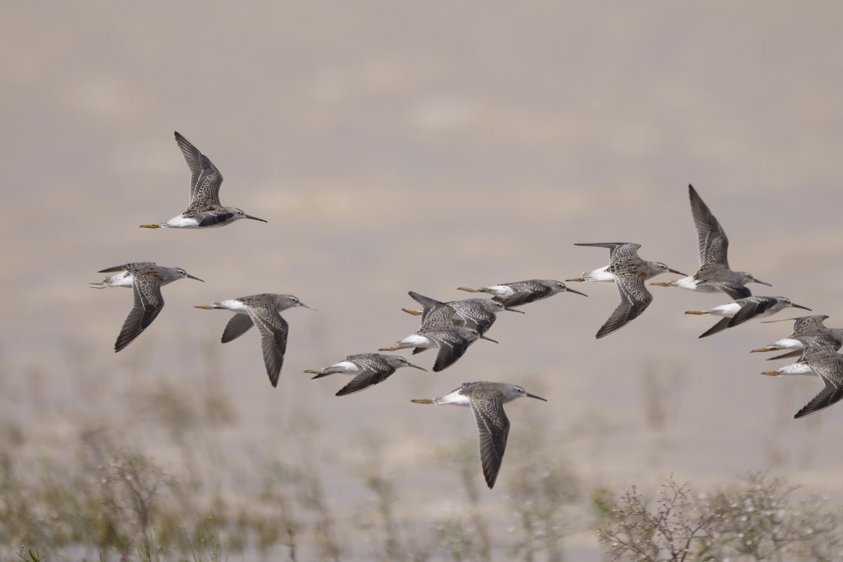 Stilt Sandpiper - ML372263921