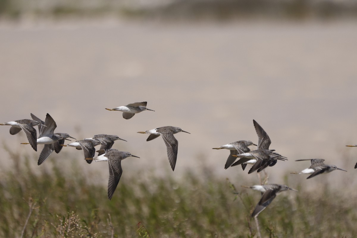 Stilt Sandpiper - ML372263931