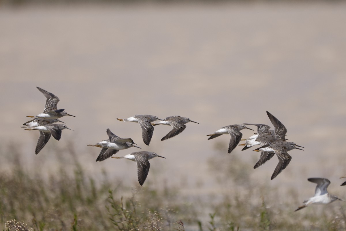 Stilt Sandpiper - ML372263941