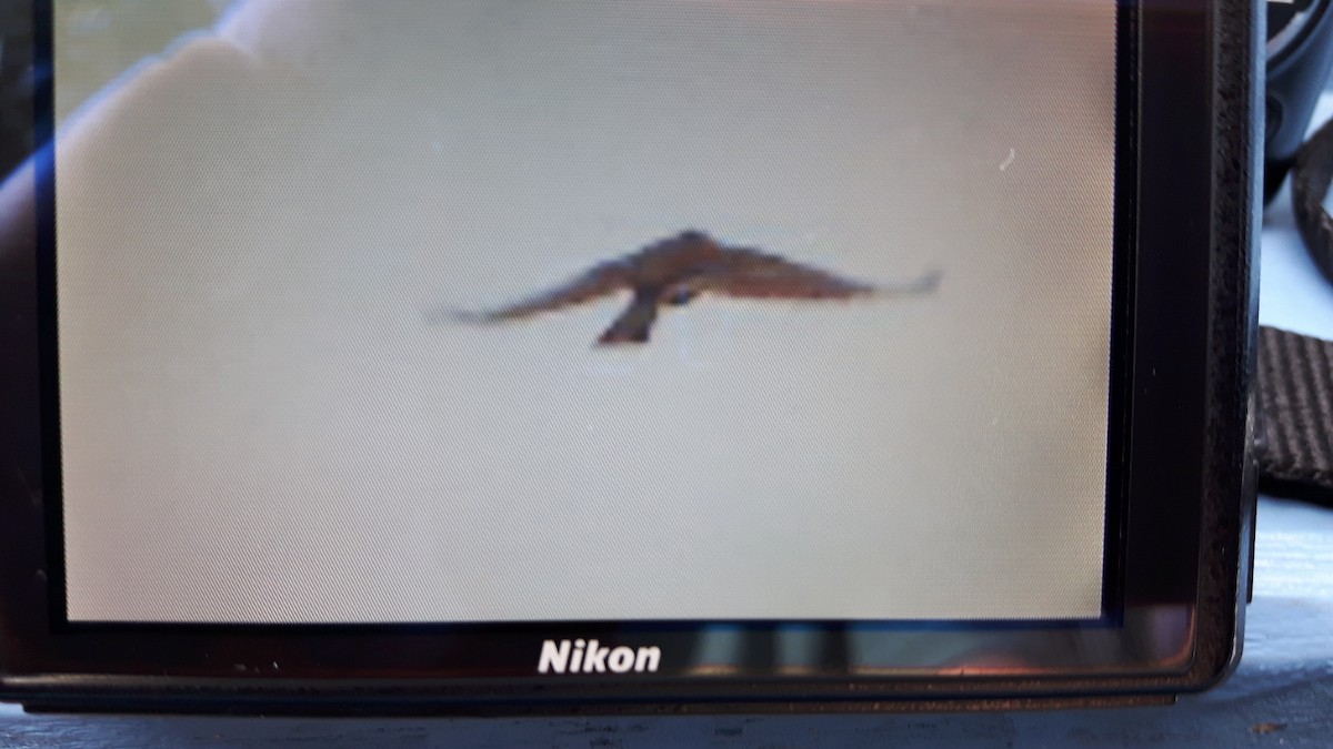 Richard's Pipit - ML37226401