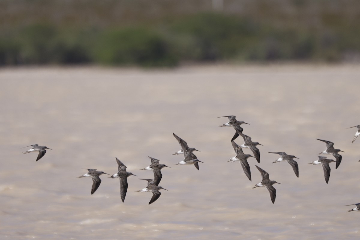 Stilt Sandpiper - ML372264331