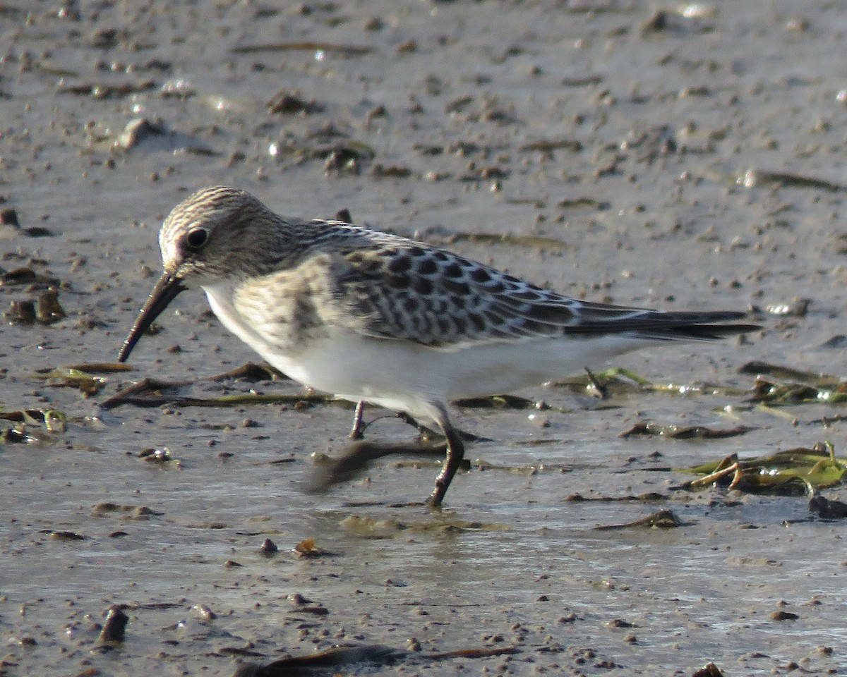 Baird's Sandpiper - ML372264711