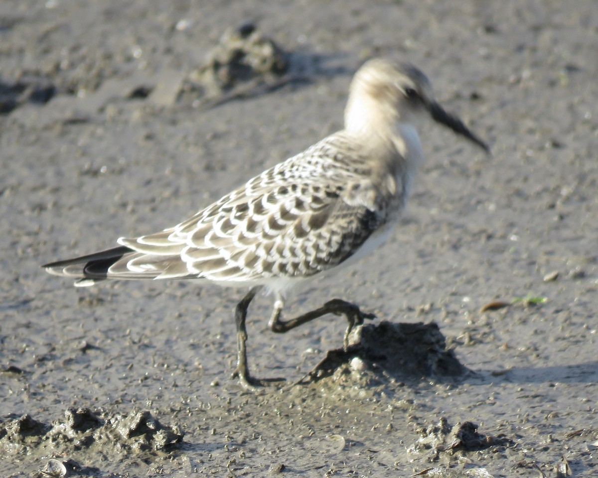 Baird's Sandpiper - ML372264721