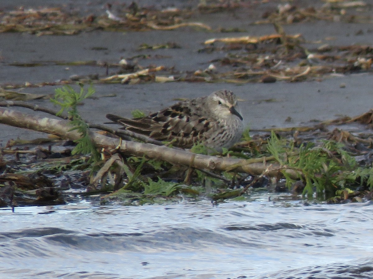 White-rumped Sandpiper - Jim Mead