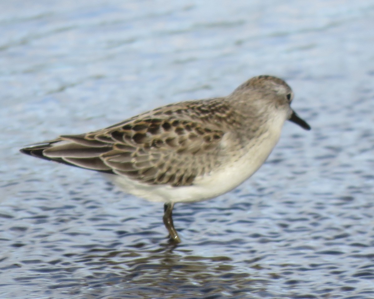 Semipalmated Sandpiper - ML372264791