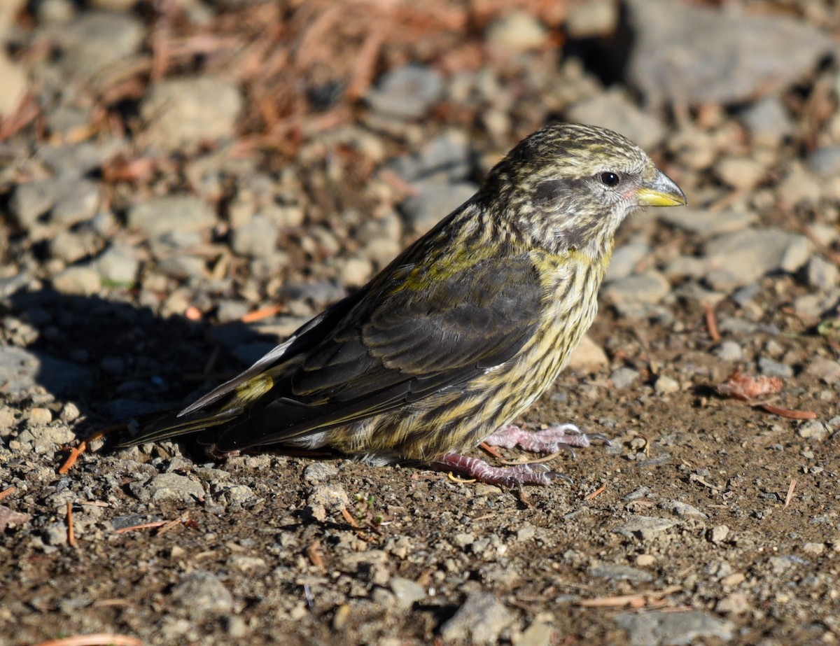 Red Crossbill - ML372266781