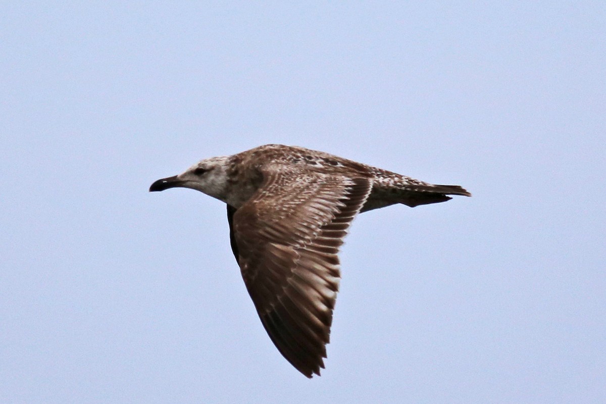 American Herring Gull - William Keim