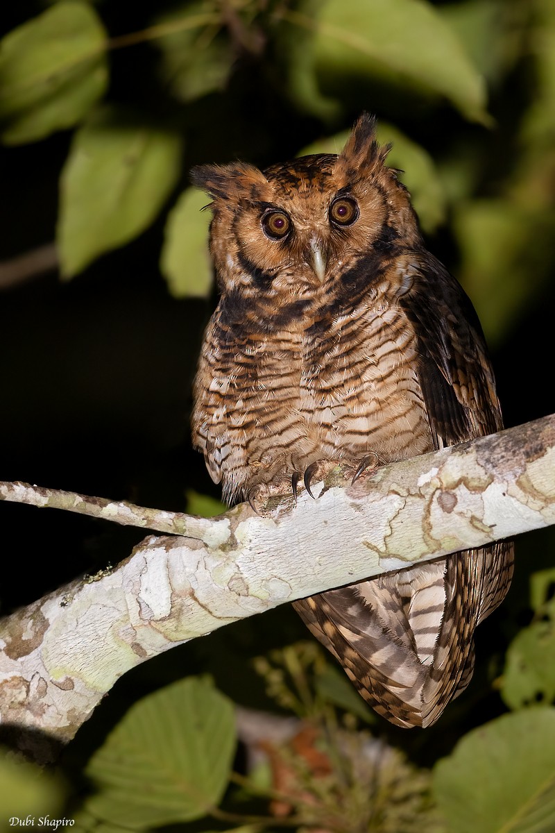 Fraser's Eagle-Owl (Usambara) - Dubi Shapiro