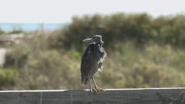 Pacific Reef-Heron - ML372268191