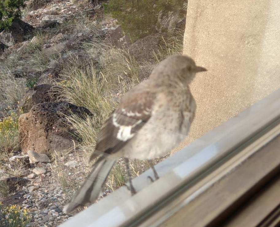 Northern Mockingbird - Rebecca Shankland