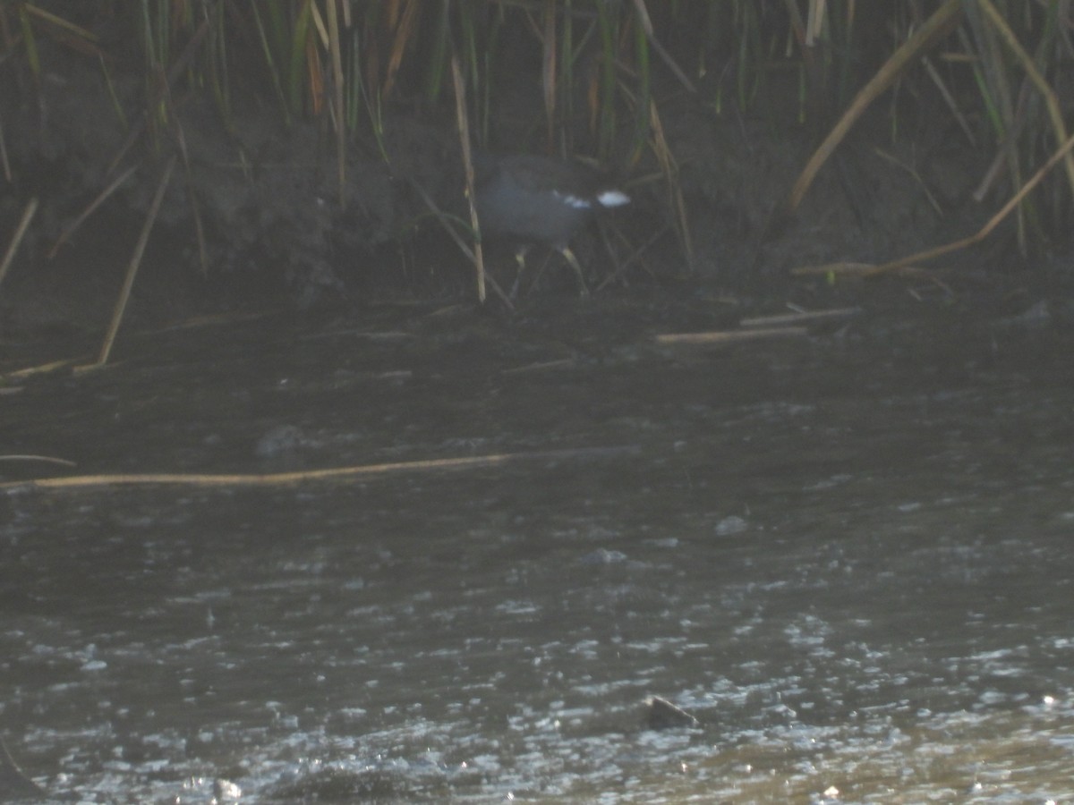 Common Gallinule - ML372270351