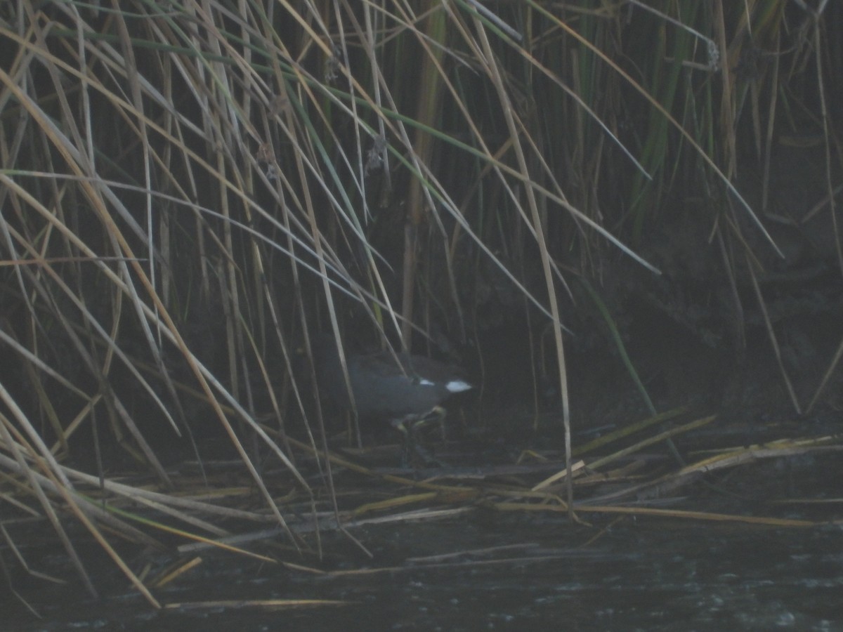 Common Gallinule - ML372270401