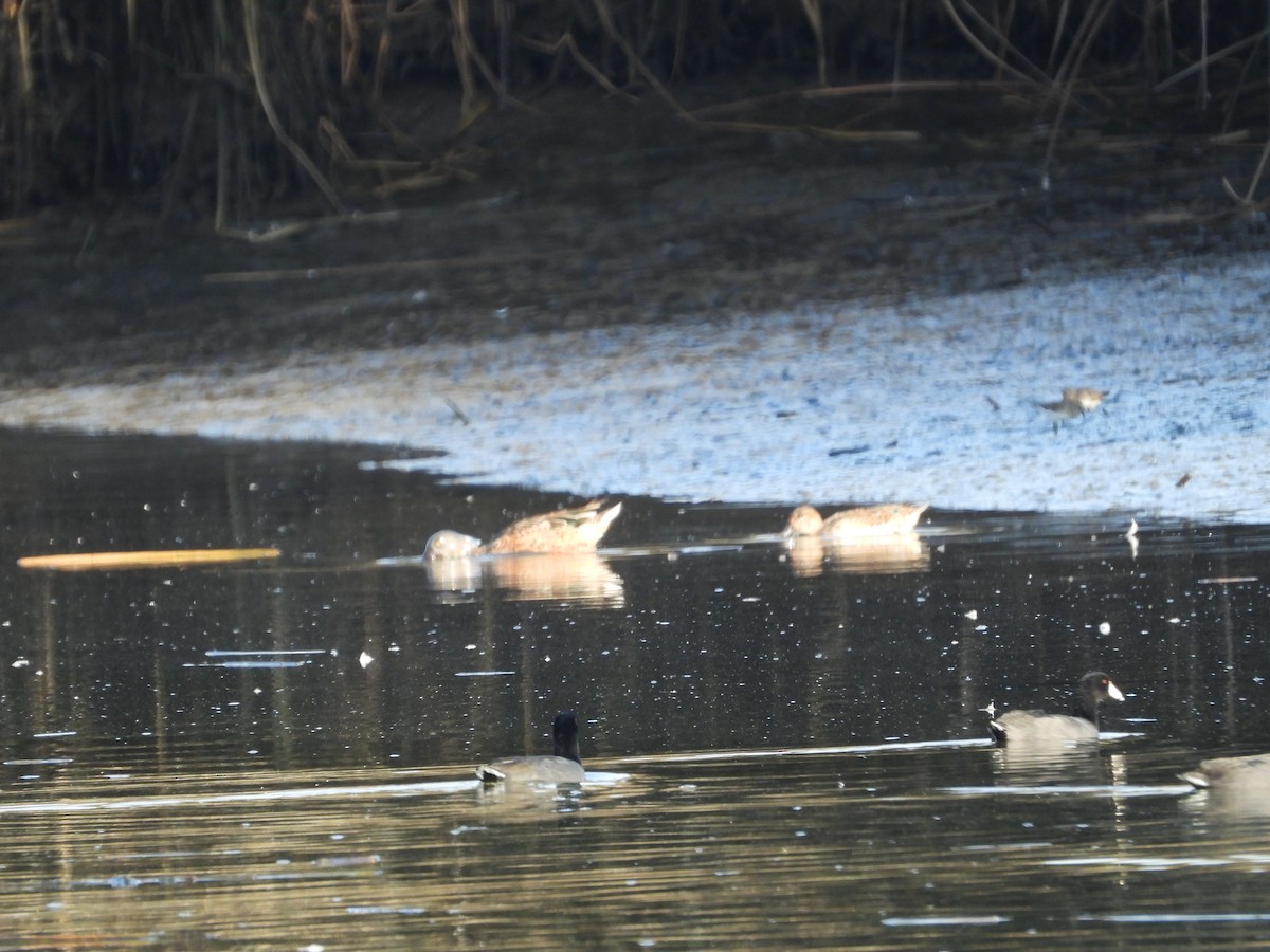 Green-winged Teal - ML372270631