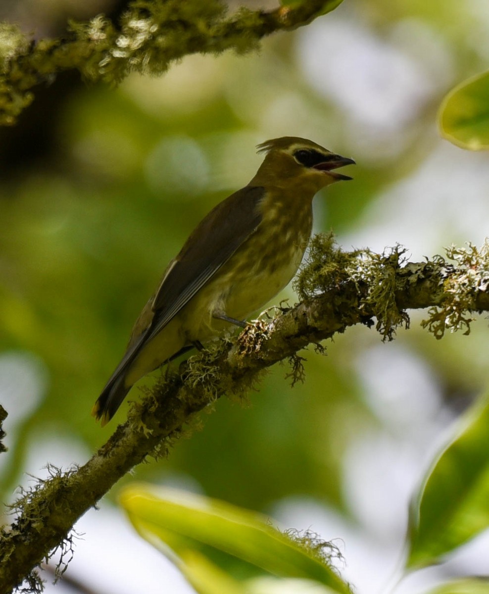 Cedar Waxwing - virginia rayburn