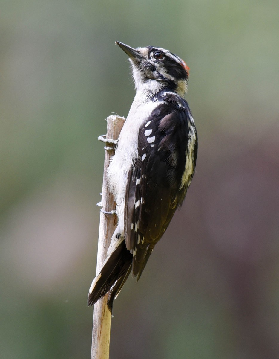 Downy Woodpecker - virginia rayburn