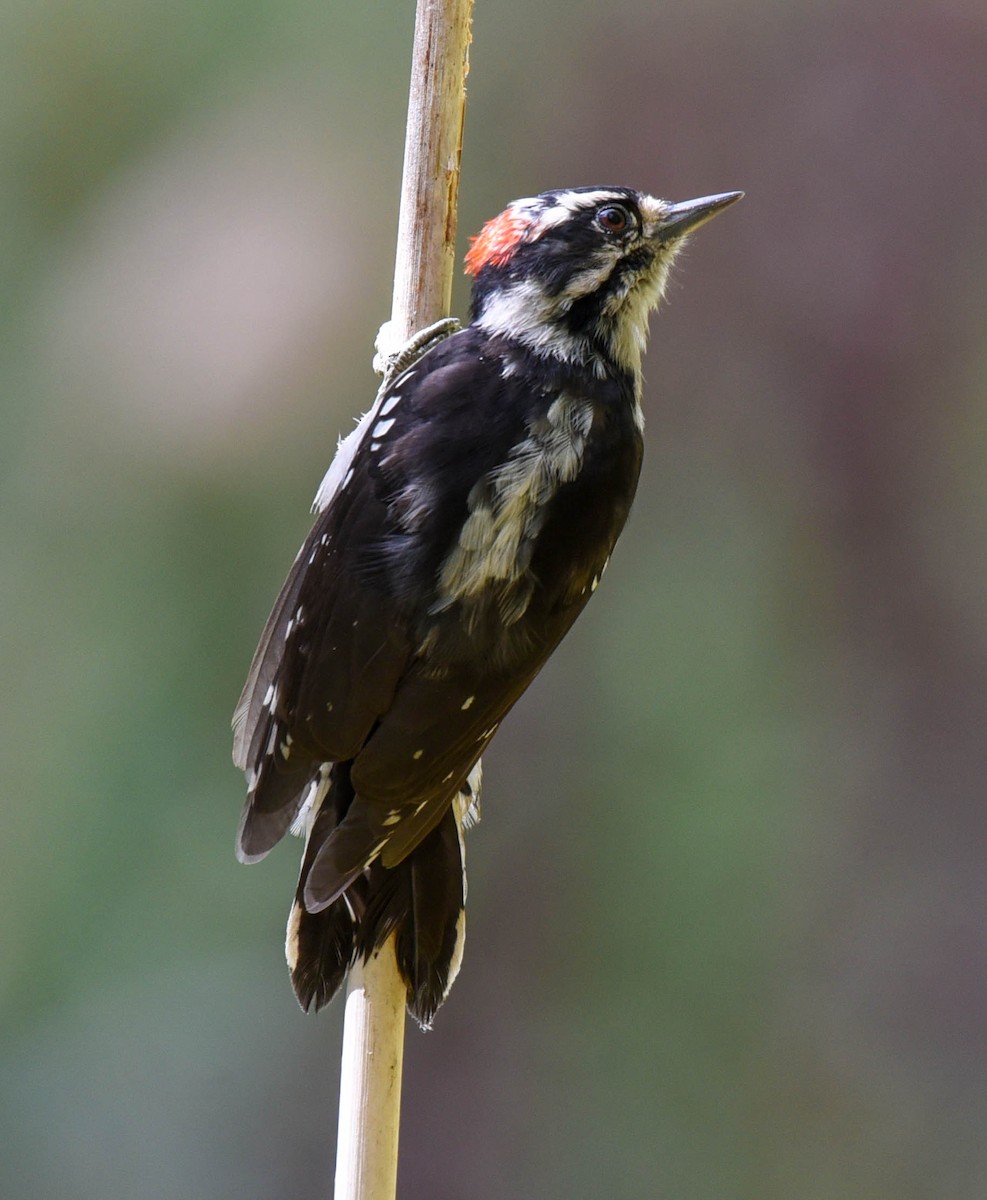 Downy Woodpecker - virginia rayburn