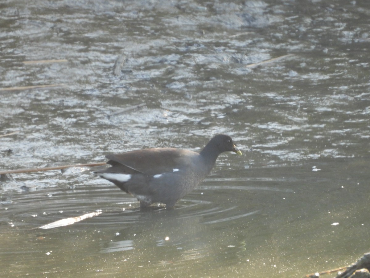 Common Gallinule - ML372272061