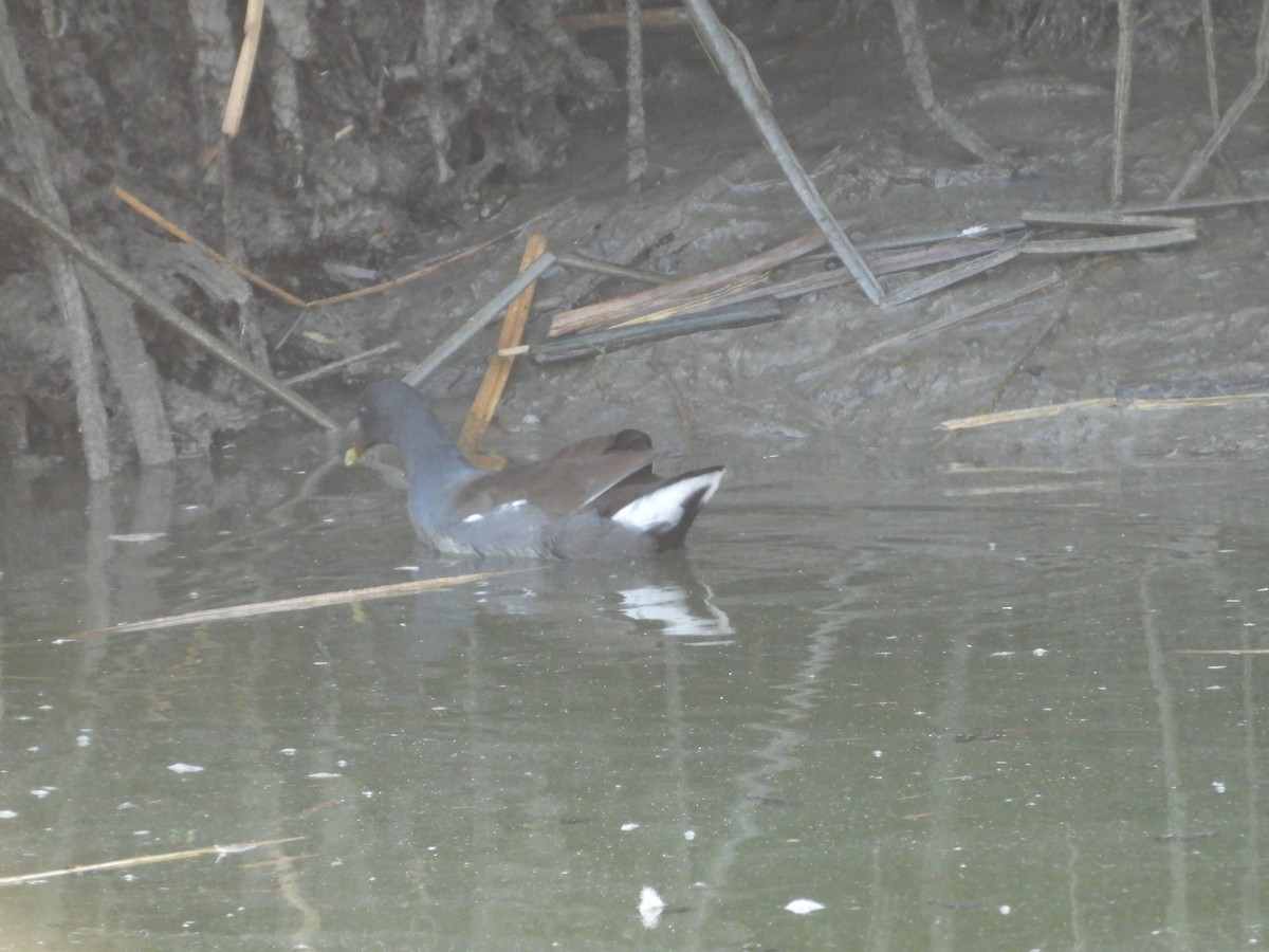 Common Gallinule - ML372272591