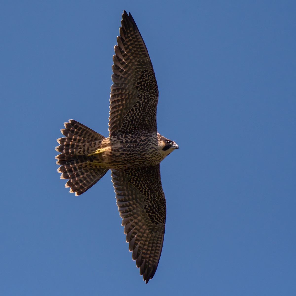 Peregrine Falcon - ML372273551