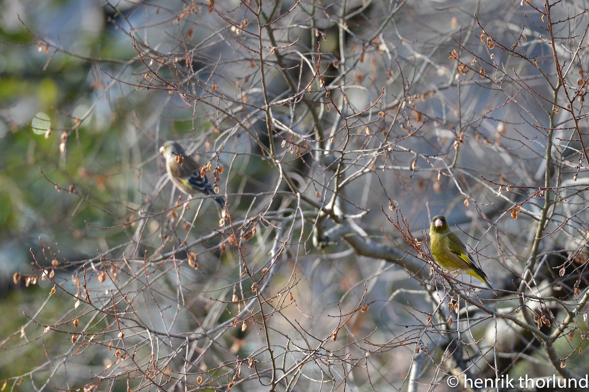 Oriental Greenfinch - Henrik Thorlund