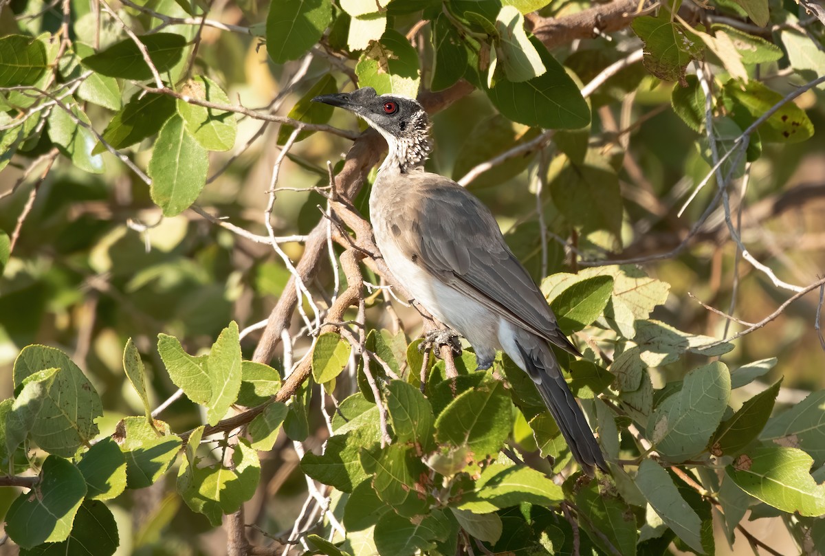 Filemón Coronado - ML372275051