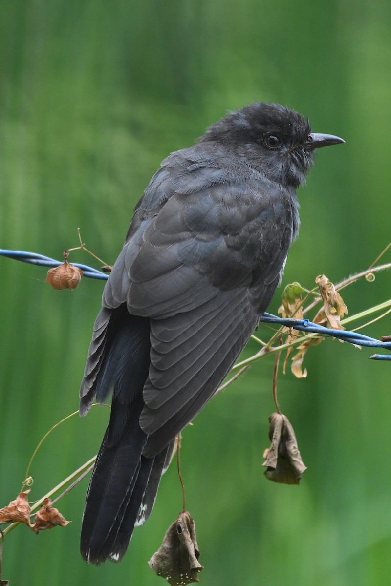 Gray-bellied Cuckoo - Vivek Sudhakaran