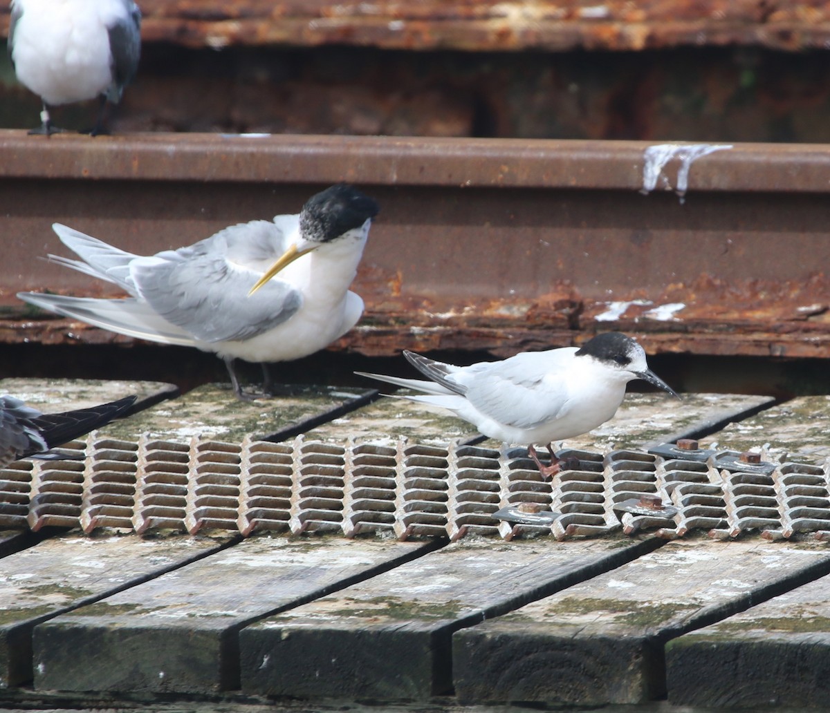 White-fronted Tern - ML372275291