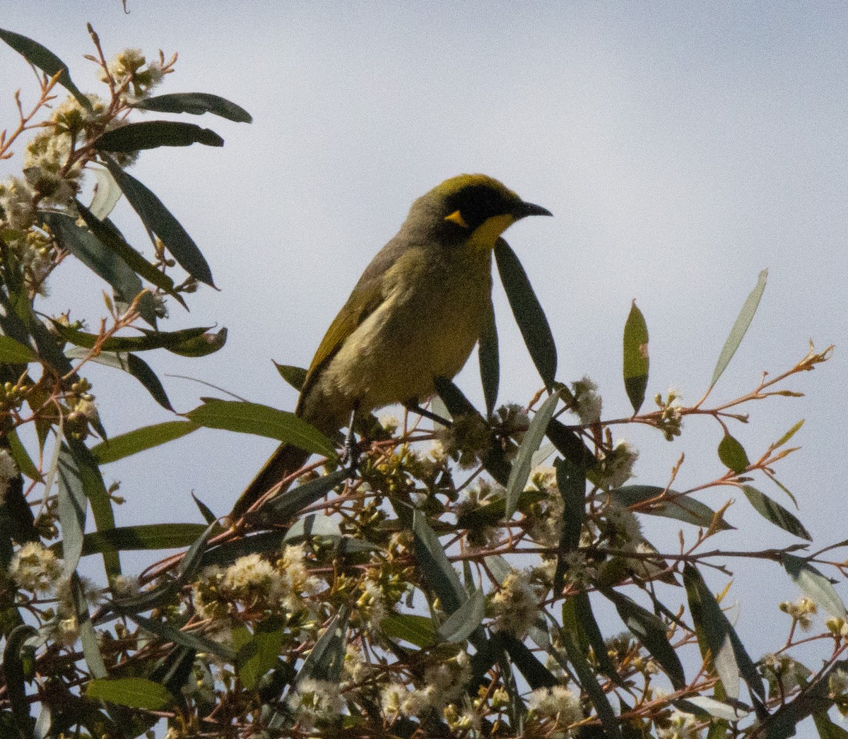 Yellow-tufted Honeyeater - ML372275581