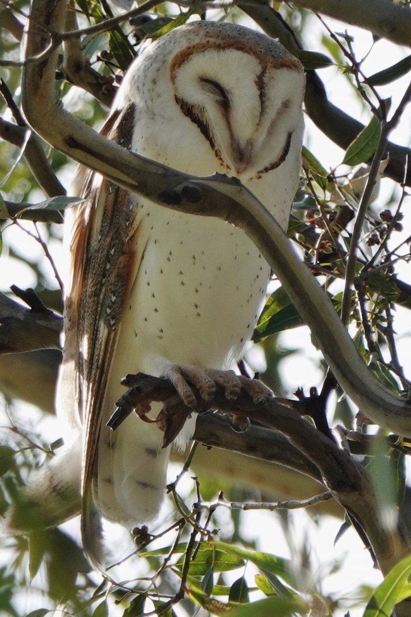 Barn Owl - ML372276841