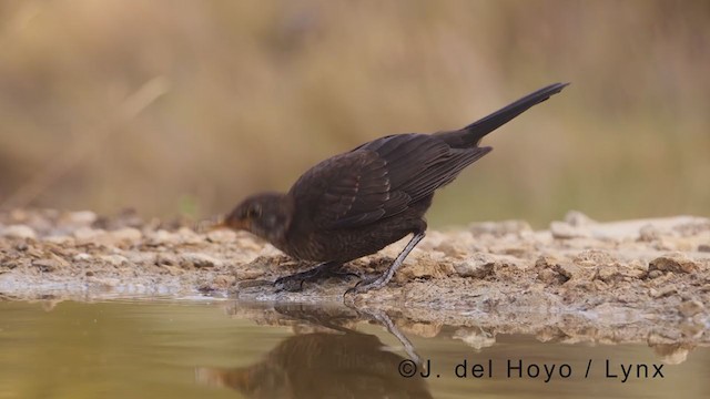 Eurasian Blackbird - ML372276901