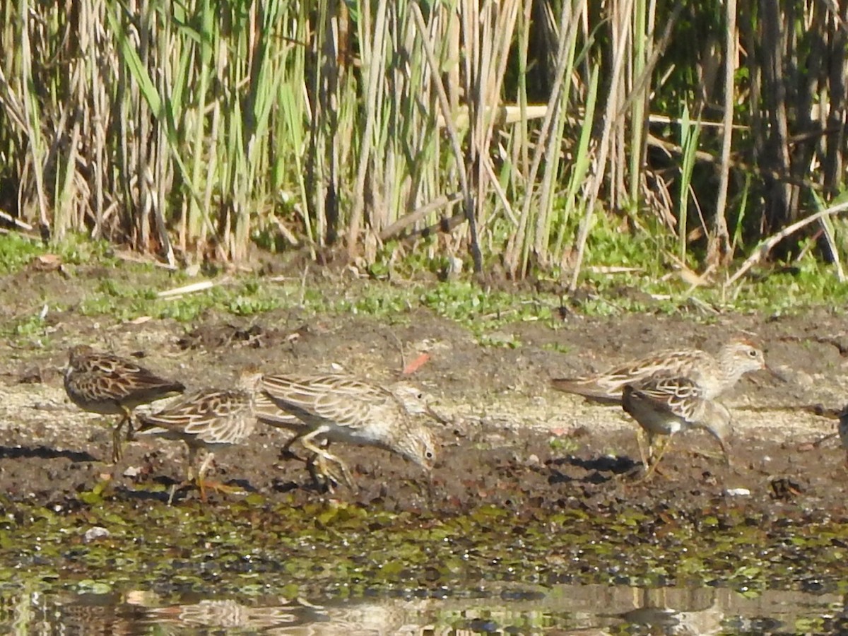 Sharp-tailed Sandpiper - ML372278221