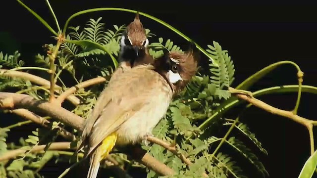 Bulbul Cariblanco - ML372279991