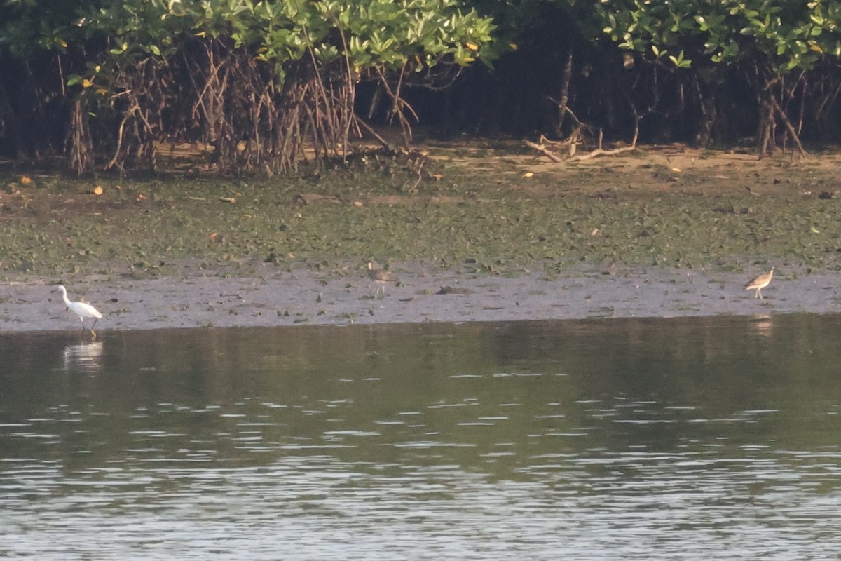 Little Egret - ML372280761