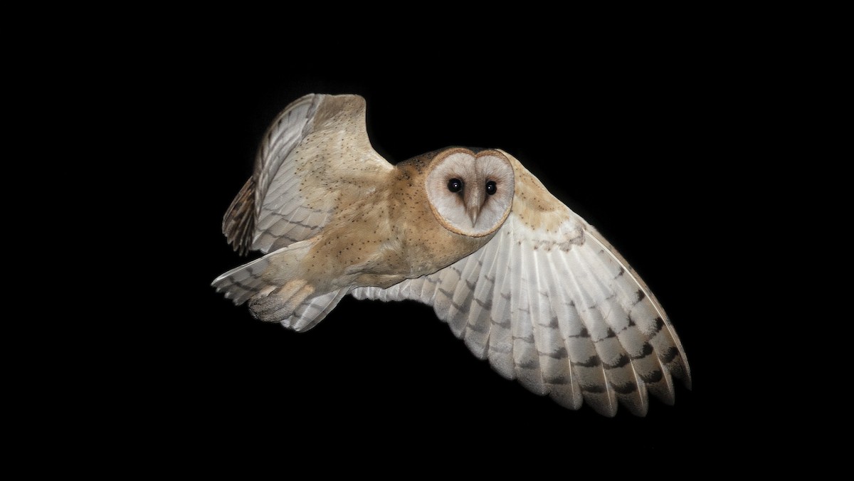 Barn Owl - ML372281551