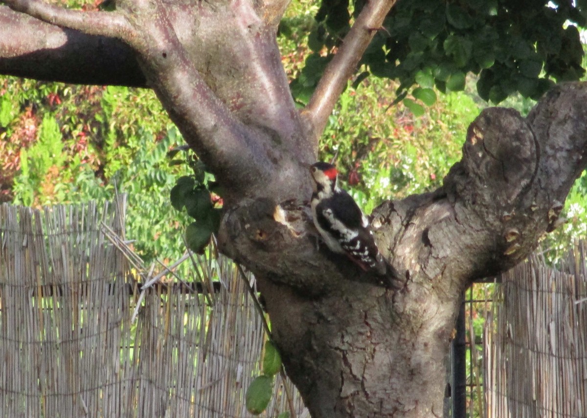 Syrian Woodpecker - Tamas Zeke