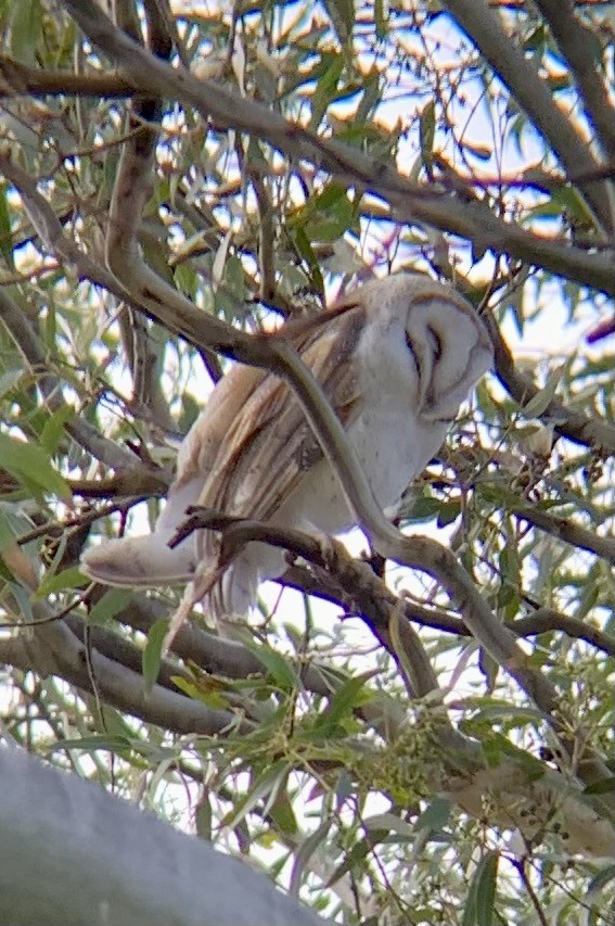 Barn Owl - ML372282641