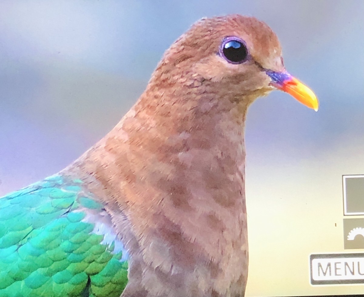 Pacific Emerald Dove - ML372284091