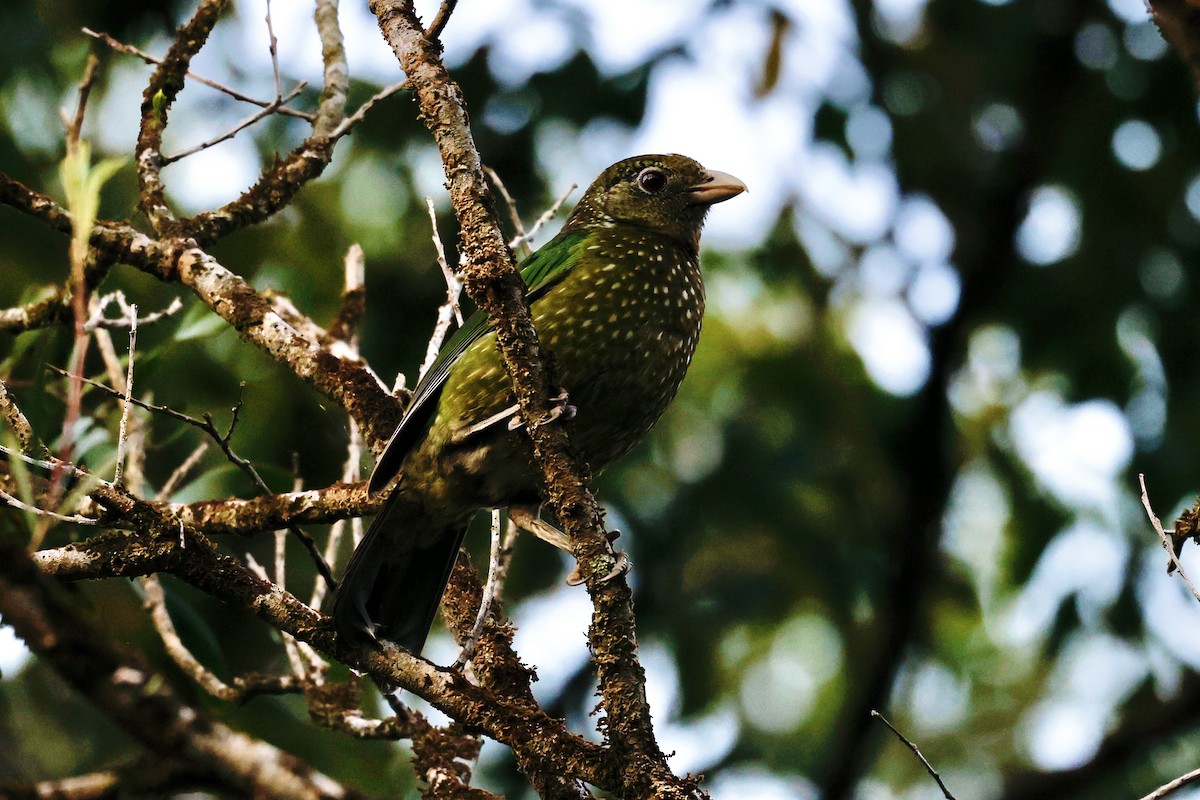 Green Catbird - ML372284141