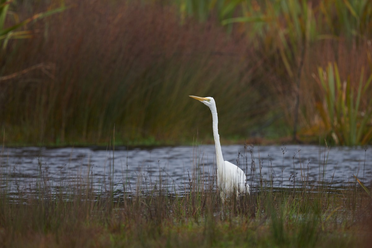 Great Egret - Nick Beckwith